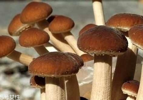 榛菇和茶樹菇的區別 兩者屬于不同品種