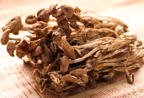榛菇和茶樹菇的區別 兩者屬于不同品種