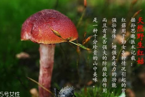 紅菇發霉了還能吃嗎 霉變菌類不宜食用