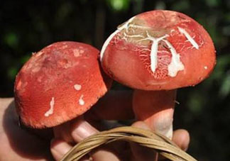 紅菇發霉了還能吃嗎 霉變菌類不宜食用