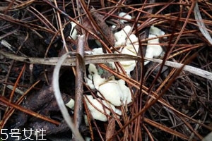 干巴菌可以人工種植嗎 至今仍未實現