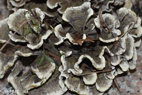 干巴菌可以人工種植嗎 至今仍未實現