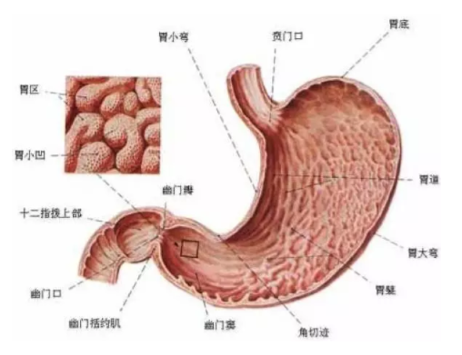 慢性胃炎是怎么造成的？吃燙食會引發胃炎