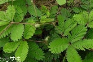 什么花不能放臥室養？含羞草誤食會脫發