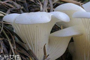 平菇發黑還能吃嗎 平菇食譜大全