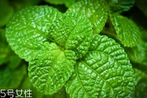 養花有哪些益處？節約藥費不止一點點