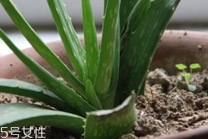 蘆薈膠真的很神奇嗎？只是基礎的補水保濕