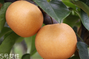 梨子里面發黑還能吃嗎？影響梨子的保存時間