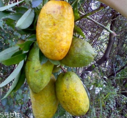 牛卵坨的營養價值 牛卵坨的功效作用