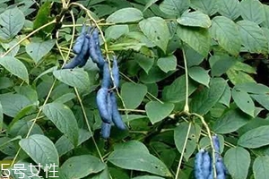 貓屎瓜的籽能吃嗎？