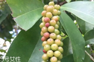 五月茶和五味子的區別 五月茶果實可以吃嗎
