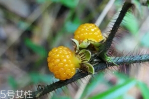 黃刺果功效與作用 黃刺果的營養價值