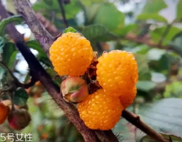 黃刺果功效與作用 黃刺果的營養價值