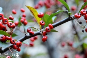 救救糧的營養和功效作用