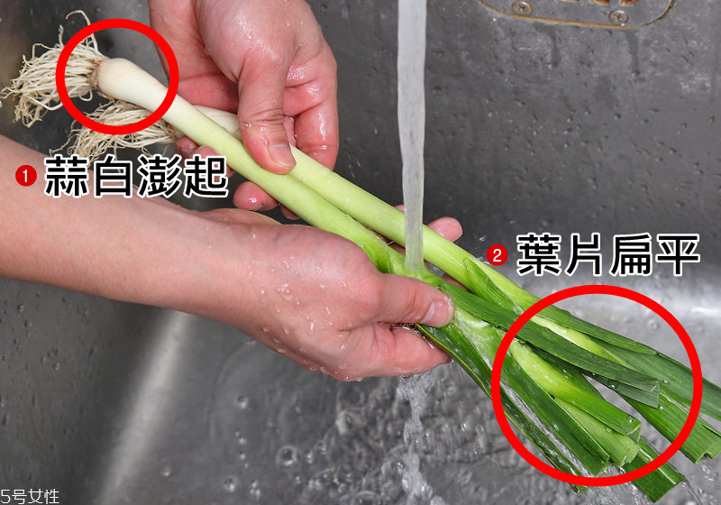 蔥和蒜苗的區別 蔥蒜怎么區分