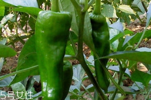 青椒是發物嗎 禁忌人群