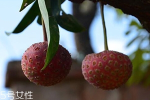 雞嗉子果怎么吃？雞嗉子果的功效和作用