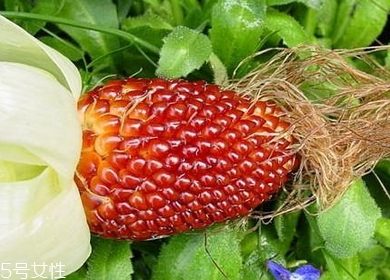 草莓玉米多少錢一斤？酷似草莓的玉米