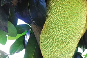 榴蓮蜜和菠蘿蜜的區別 榴蓮榴蓮蜜菠蘿蜜傻傻分不清