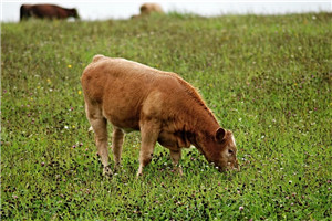 谷飼牛肉和草飼牛肉有什么區別