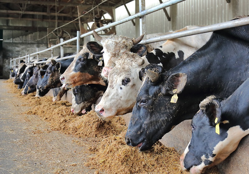 谷飼牛肉和草飼牛肉有什么區別