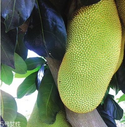 榴蓮蜜哪里能吃？哪里不能吃