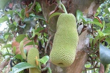 尖蜜拉是菠蘿蜜嗎？多少錢一斤