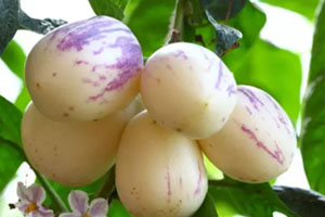 香瓜茄多少錢(qián)一斤？香瓜茄種子哪里買