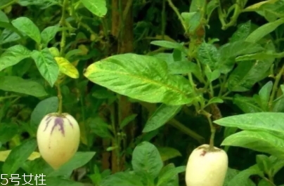 香瓜茄孕婦可以吃嗎？香瓜茄功效多