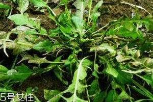 地菜是發物嗎 屬于發物