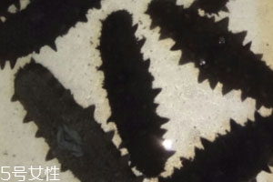 干海參怎么泡發 泡發技巧