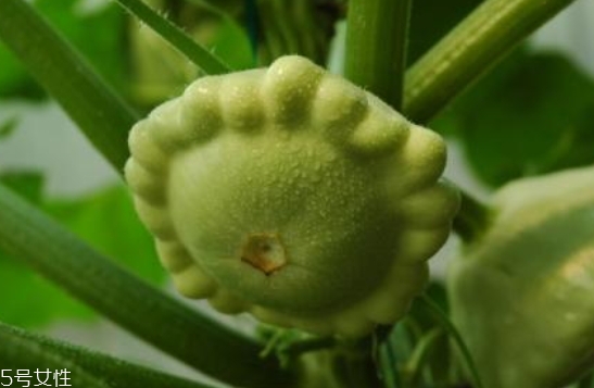 飛碟瓜蓮花果的功效作用 飛碟瓜怎么吃？