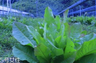 君達菜的營養價值與功效作用