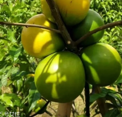 黃晶果多少錢一斤？黃晶果好吃嗎