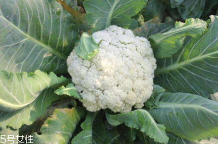 花椰菜吃的是什么部位？花苞部位最營(yíng)養(yǎng)