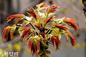 香椿怎樣長期保存？這樣做可儲存一年