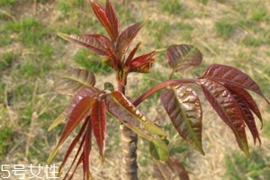 香椿和臭椿有什么區別？臭椿有毒不能吃