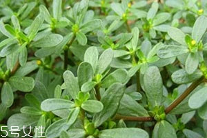 老鼠耳與馬齒莧的區別 老鼠耳菜的功效