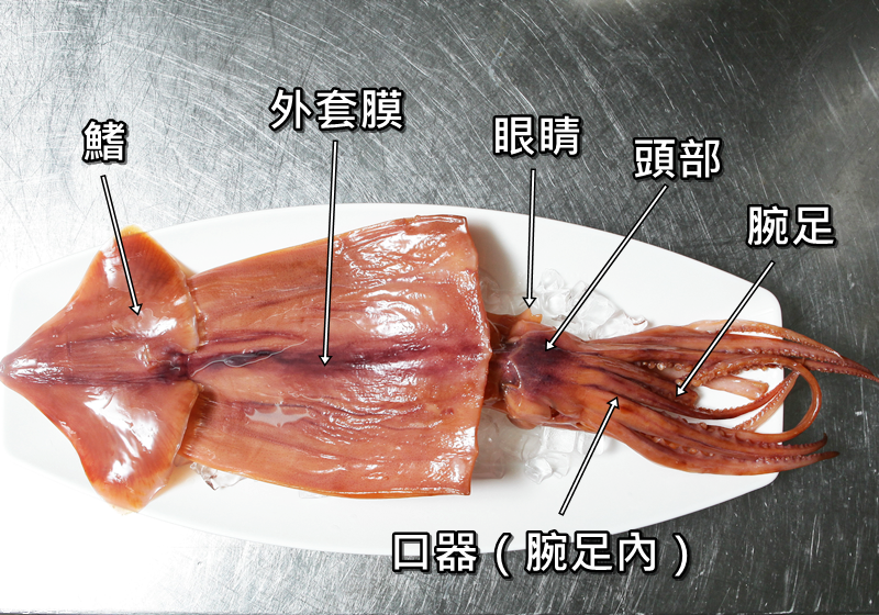 魷魚(yú)上面的膜怎么處理 