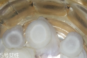 西洋參治什么病？西洋參功效強(qiáng)大