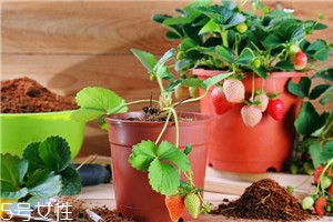 盆栽草莓的種植方法 草莓盆栽怎么養