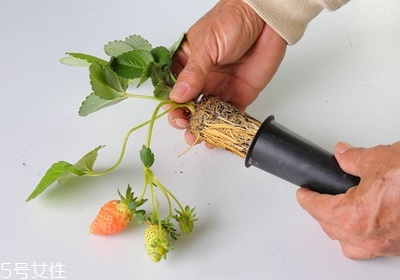 盆栽草莓的種植方法 草莓盆栽怎么養
