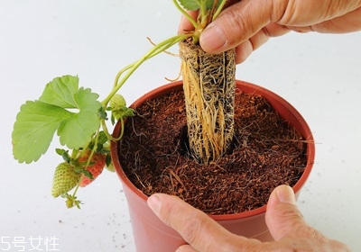 盆栽草莓的種植方法 草莓盆栽怎么養