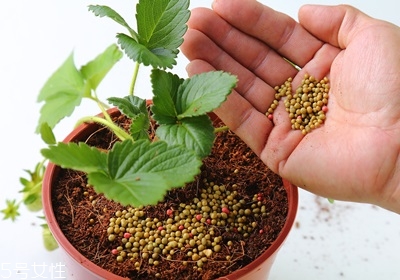 盆栽草莓的種植方法 草莓盆栽怎么養