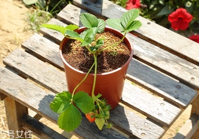 盆栽草莓的種植方法 草莓盆栽怎么養