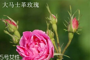 大馬士革玫瑰和平陰玫瑰哪個好？