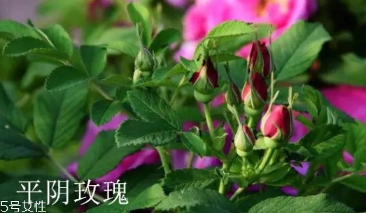 大馬士革玫瑰和平陰玫瑰哪個好？