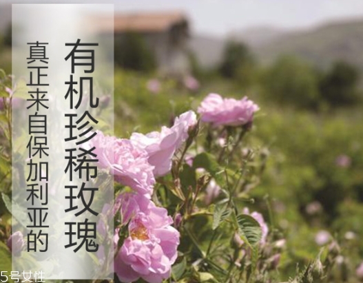 純露怎么用？居然有8種用法