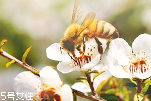 麥盧卡蜂蜜和普通蜂蜜有什么區別？貴得有理由