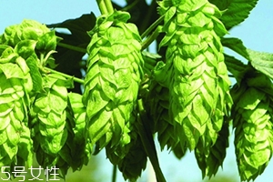啤酒花和啤酒的關系